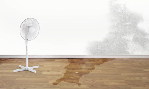 Best Ceiling water damage repair  in Carmi, IL