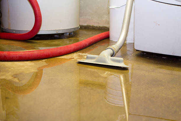 Best Mold removal after water damage  in Carmi, IL